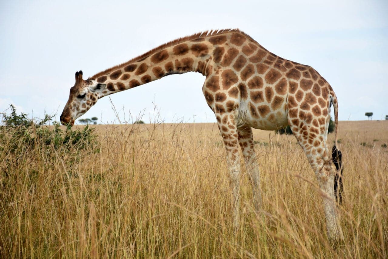 The War on Poaching Has Gone Full Tech Dystopia—and It May Not Be Working