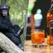 La hipótesis del  mono borracho  se confirma : los chimpancés salvajes beben el equivalente a casi dos copas de alcohol al día