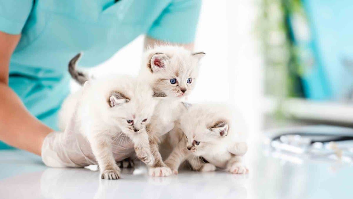 El auge felino : por qué cada vez más personas prefieren gatos