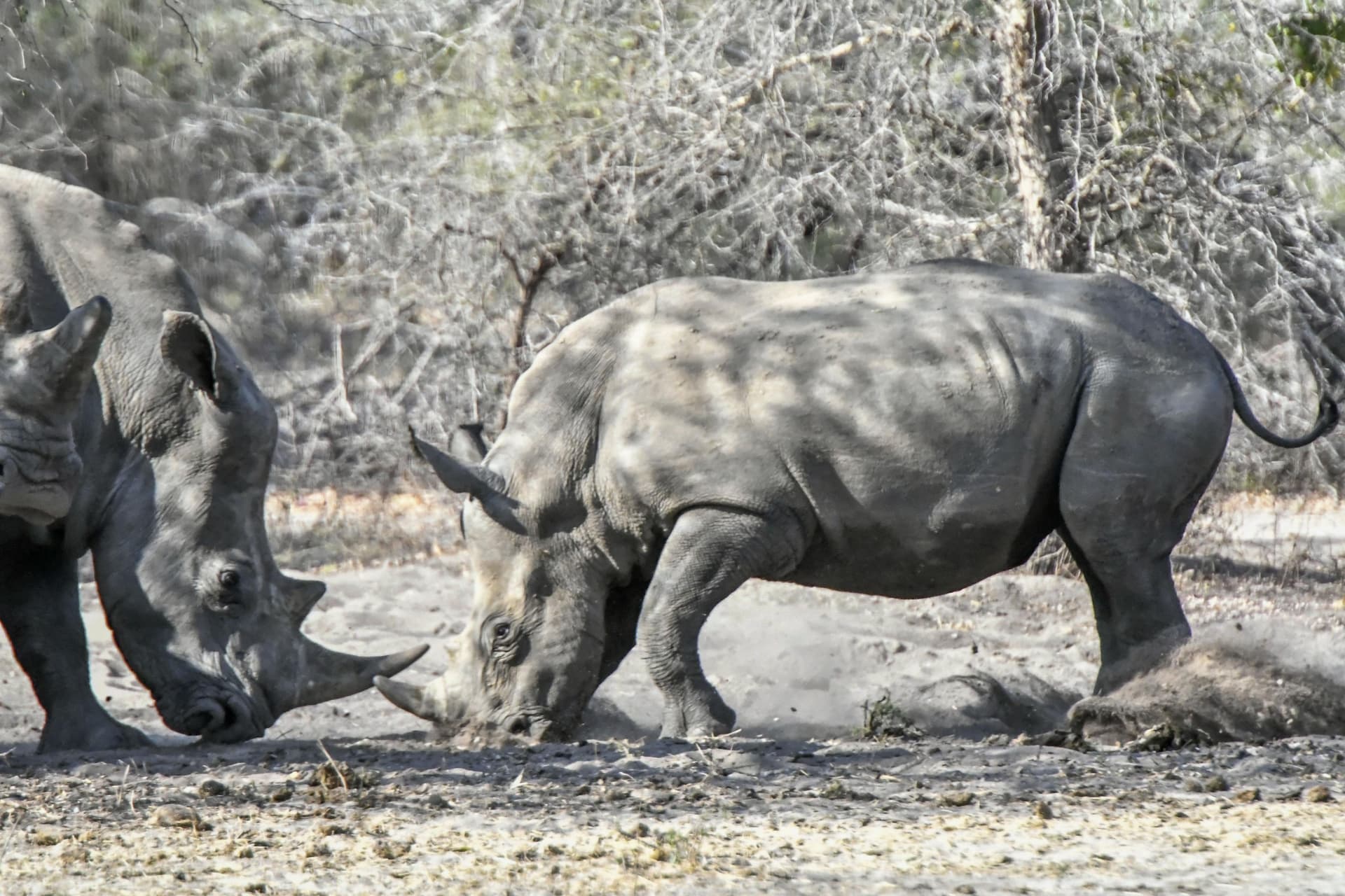 喪失の 「 楽園 」 に息吹 国際通年企画 「 橋を渡す 」 第４４回 （ モザンビーク ）