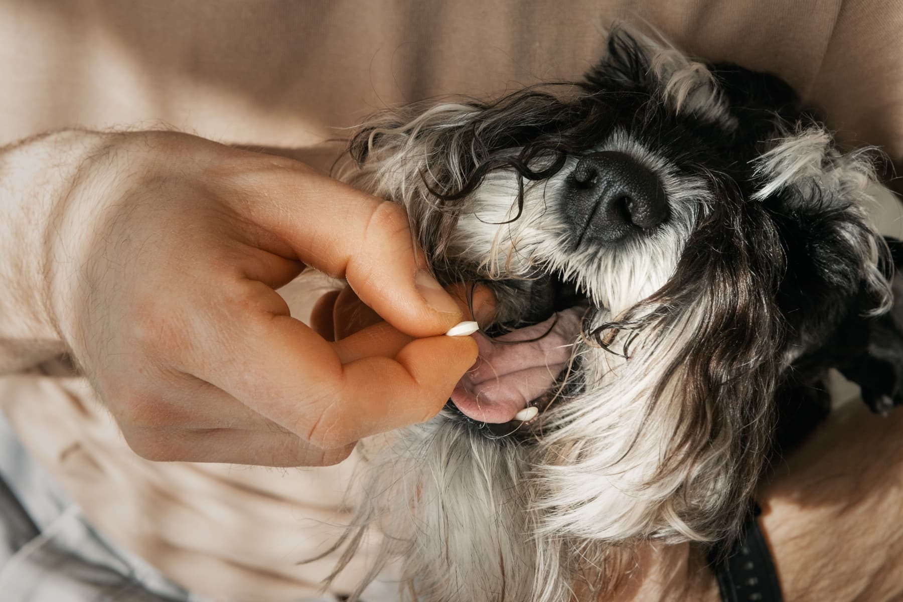 Gli antipulci orali per cani e gatti danneggiano lambiente