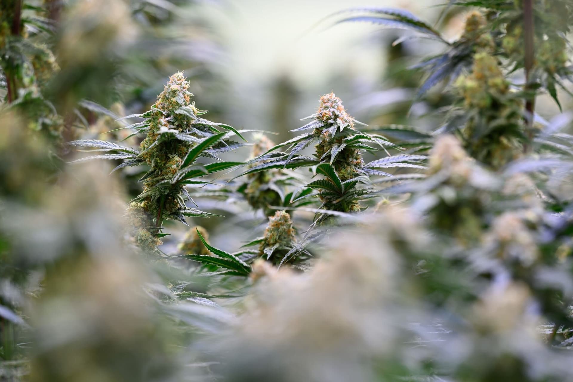 Studie : Kaum Nutzen von Cannabis bei psychischen Leiden