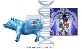Xenotransplantes : el avance médico que promete salvar miles de vidas en 2026