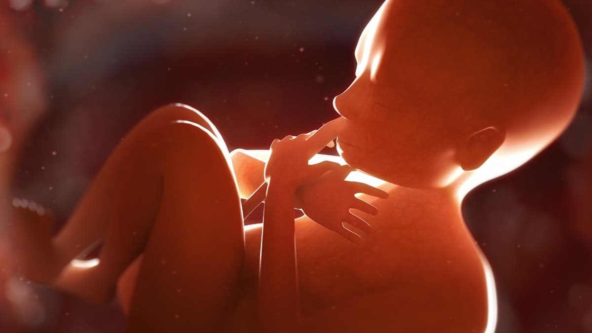 Placenta May Hide Early Warning Signs of Schizophrenia Risk