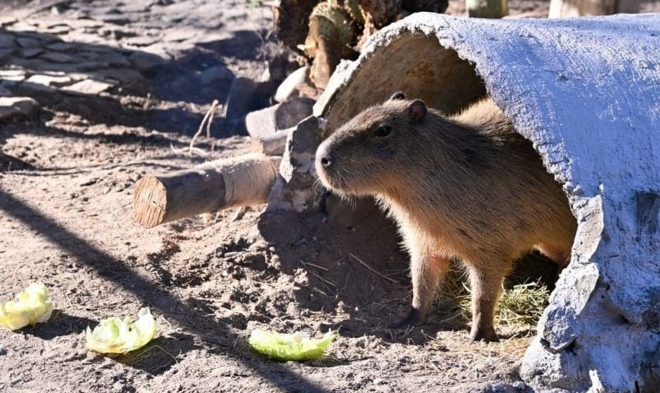 Centro Ecológico de Sonora se transforma con más especies , infraestructura renovada y mayor afluencia