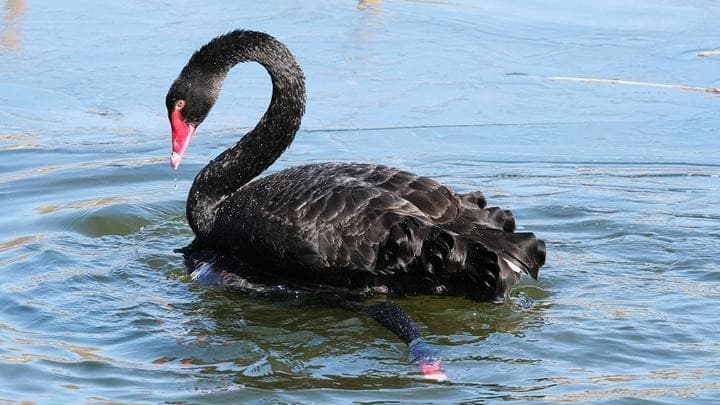 黑天鹅突袭 ， 金价已破5200美元 ， 全球投资者等开盘