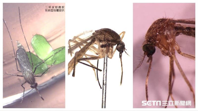 直擊 / 疾管署 「 禁地 」 養萬隻吸血蚊 37度熱豬血餵食 、 15萬件標本逾60年 | 生活