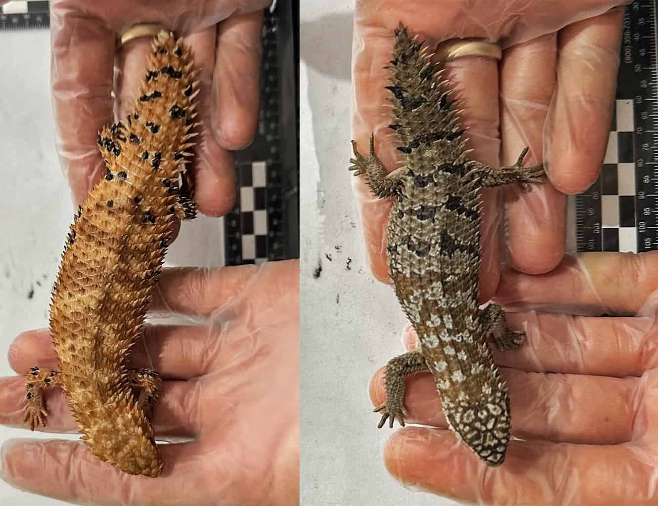 An Australian Wildlife Smuggler is Headed to Prison For a Record 8 - Year Sentence After Packing 100 Lizards into Popcorn Bags