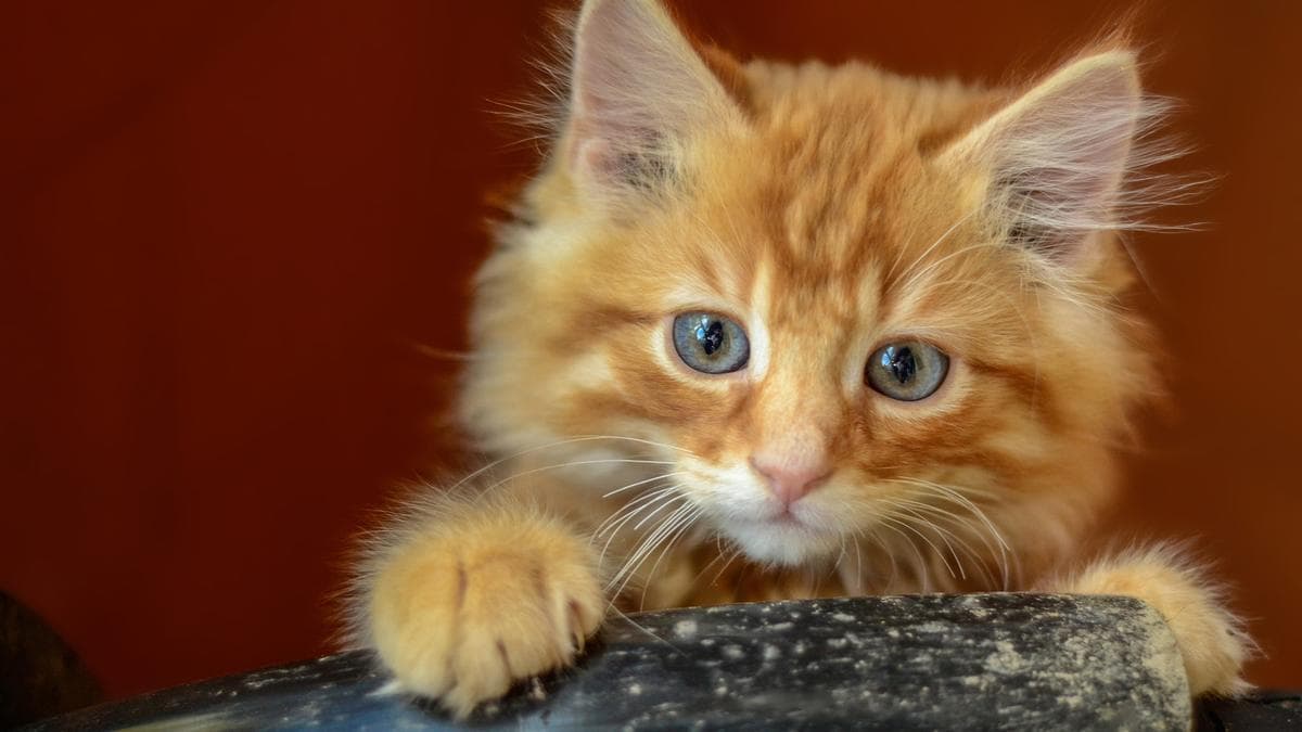 La ciencia revela la clave del pelaje naranja en gatos : una mutación con implicaciones en la salud