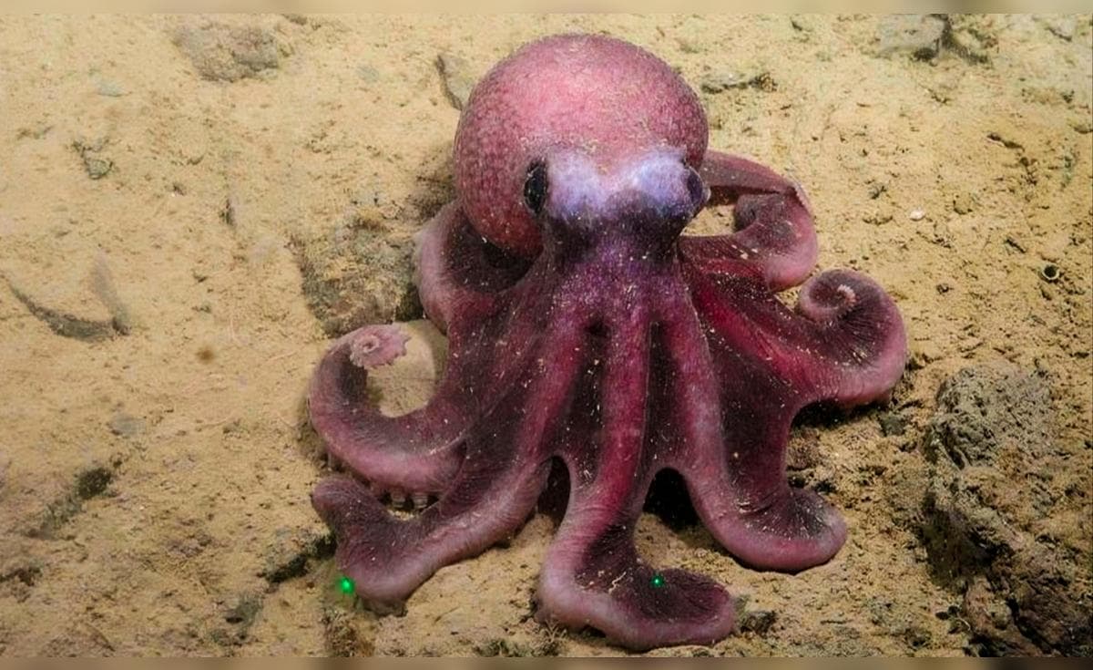 Científicos descubren una nueva especie de pulpo en las aguas del Pacífico y sería exclusiva en un país de América Latina | Chile | Graneledone sellanesi | pulpo sin tinta | especies marinas en Perú | Ciencia