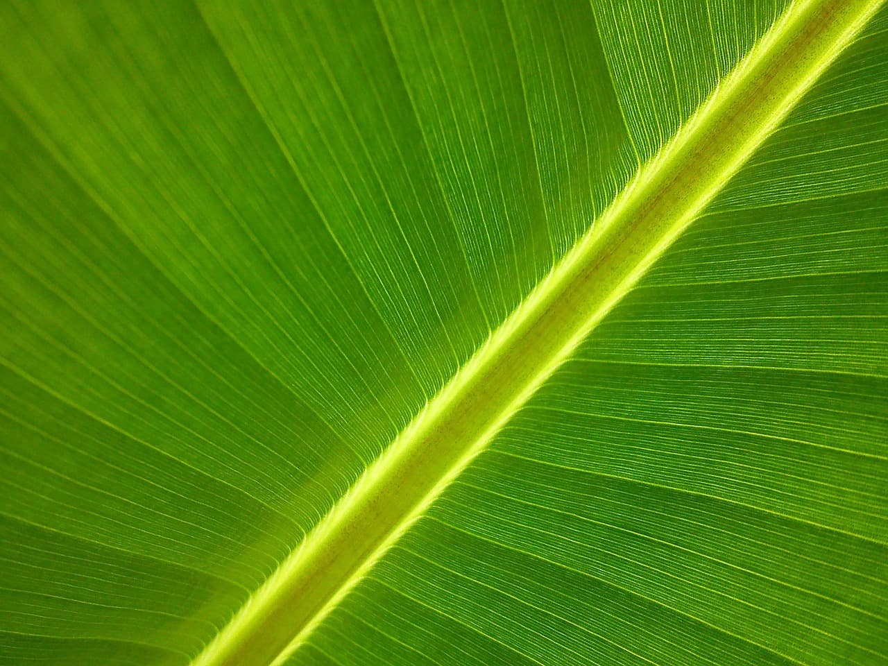 Google's Nano Banana 2 Democratization Will Trigger New Content Authenticity Crisis and Competitive Response