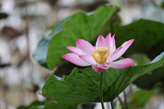 Đột phá nhựa làm từ sữa , phân hủy hoàn toàn trong 13 tuần