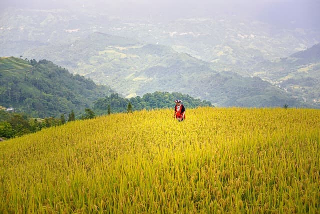 Từ lá phiếu đến Hiệu quả quản trị quốc gia : Ý nghĩa của bầu cử năm 2026