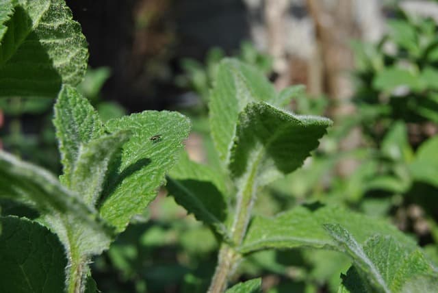 Liquidity Agreement Monthly Update and TVR | Company Announcement