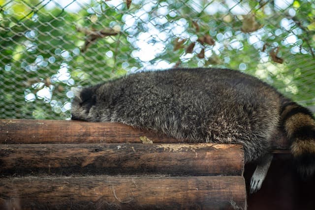 Insomnia and sleep apnea together dramatically raise heart disease risk