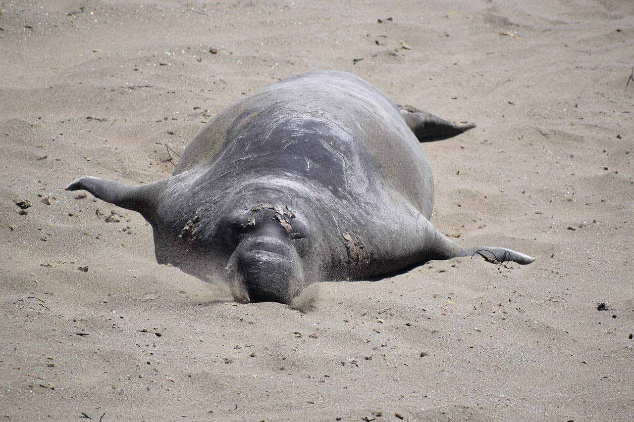 California's Elephant Seal Bird Flu Outbreak Signals Broader Marine Mammal Crisis and Heightened Surveillance