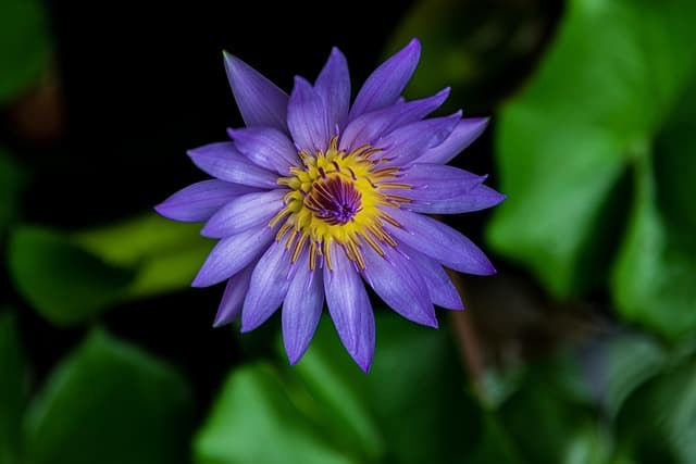 Giá cả nhiều mặt hàng thiết yếu dịp Tết tăng gấp rưỡi