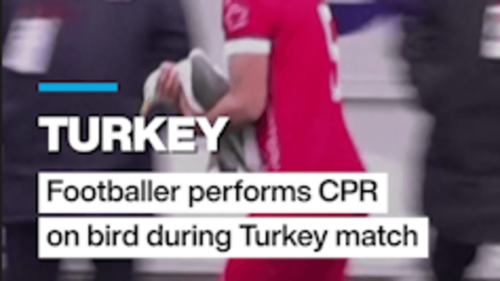 Turkey: CPR performed on seagull during a Turkish football match