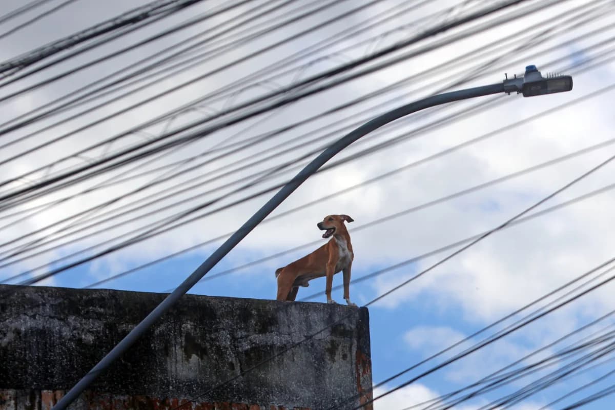 Atendimento veterinário gratuito atende pets atingidos pelas chuvas em Juiz de Fora