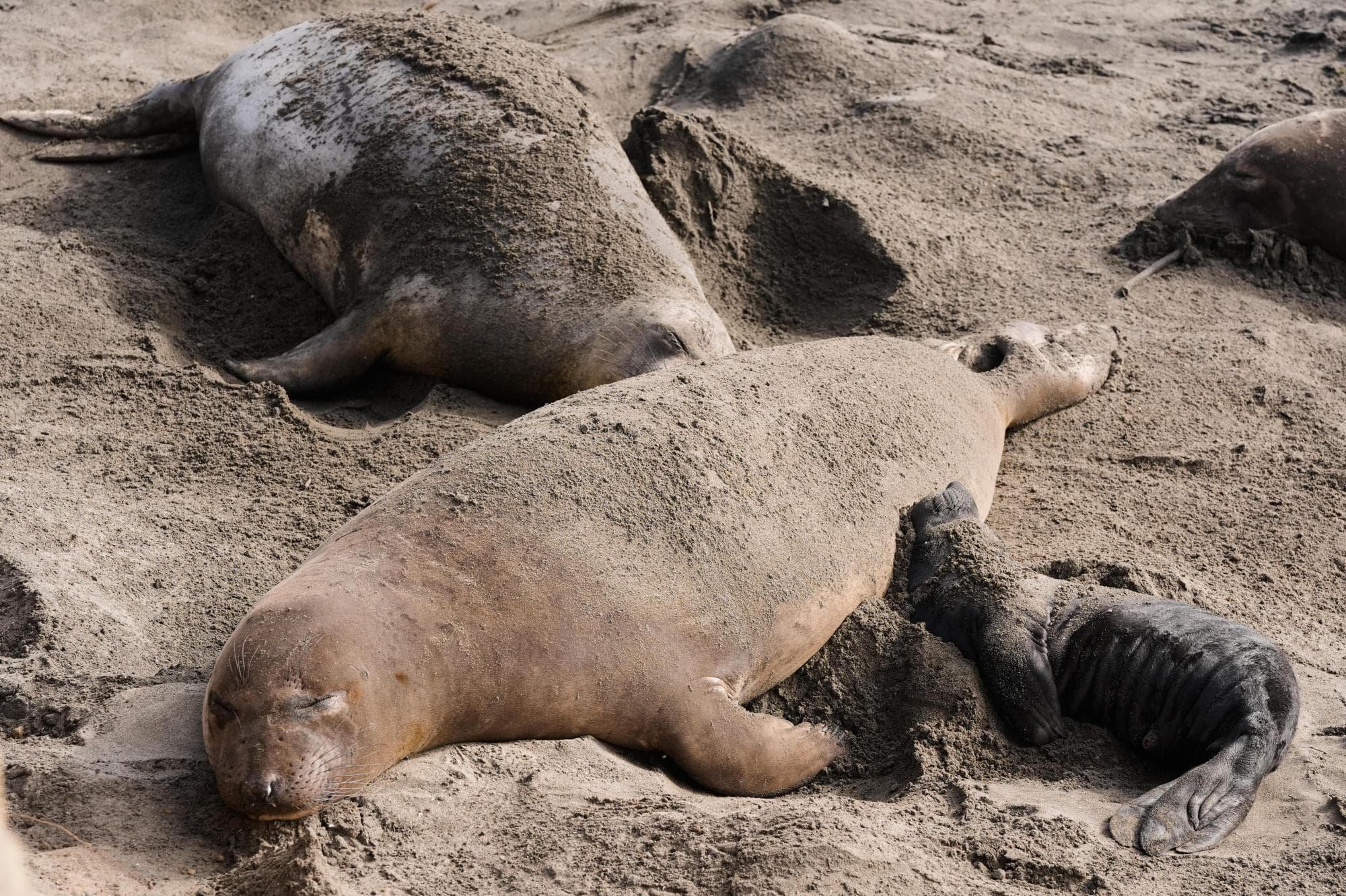 Bird flu outbreak in California elephant seals prompts officials to cancel popular tours